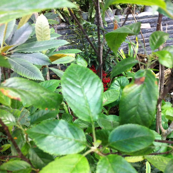 Spotting Image 1