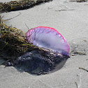 Portuguese Man-of-War