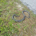 eastern mud snake