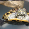 Red-eared Slider