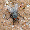 Fleshfly