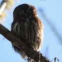 Northern Pygmy Owl