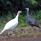 Wild turkey (leucistic)