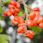 Poison oak