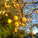 Yellow Siberian Crab Apples