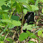 Eastern Towhee (male)