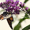 Monarch Butterfly