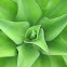 Agave