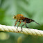 Robber fly