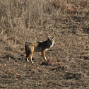 Coyote