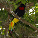Keel-billed Toucan