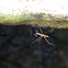 Water strider