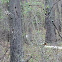 White-tailed Deer