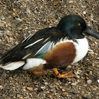 Northern Shoveler