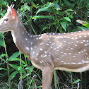 Chital