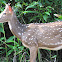 Chital