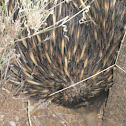 Echidna