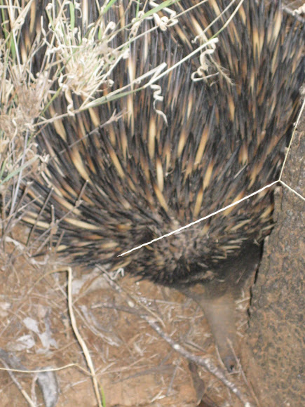 Spotting Image 1