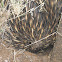 Echidna