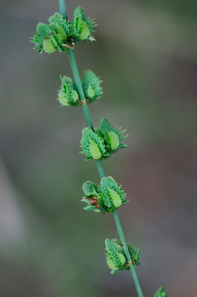 Spotting Image 1