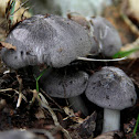 tricholoma terreum. Moretta