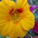 nasturtium