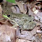 Green Frog