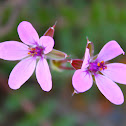 Red stem filaree