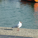 Black-headed Gull