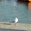 Black-headed Gull