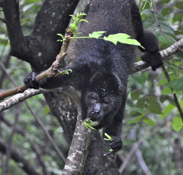 Mantled Howler Monkey | Project Noah
