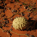 Gemsbok Cucumber