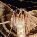 Yellow-Banded Underwing