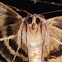 Yellow-Banded Underwing