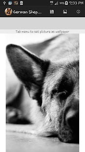 How to download German Shepherd Wallpaper 2015 1.0 apk for pc