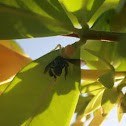 Spider vs Wasp
