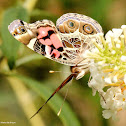 American lady butterfly