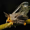 Clearwing Tussock Moth, male