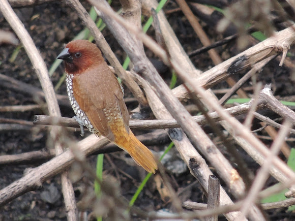 Spotting Image 1