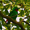 Blue-crowned Hanging Parrot