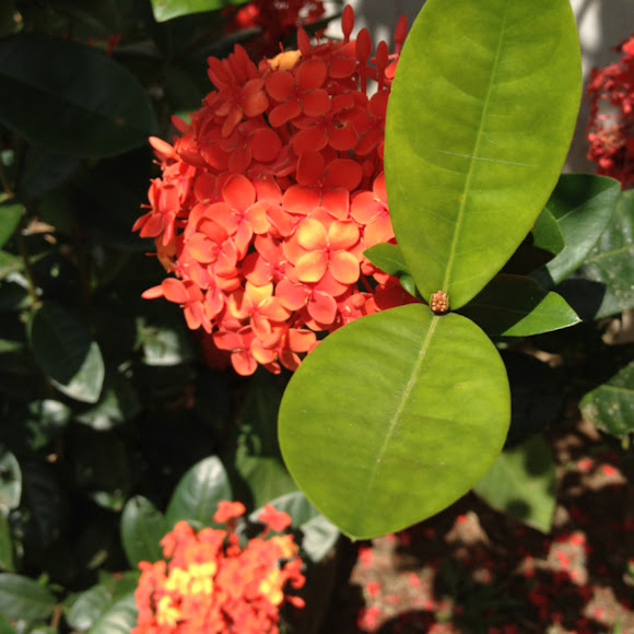 Spotting Image 1