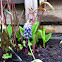 Grape Hyacinth