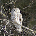 Barred Owl