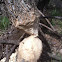Beaver Chews