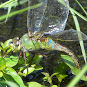 Green Darner
