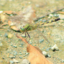 Green Marsh Hawk