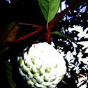 Sugar Apple / Atis
