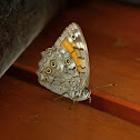 Lattice Brown
