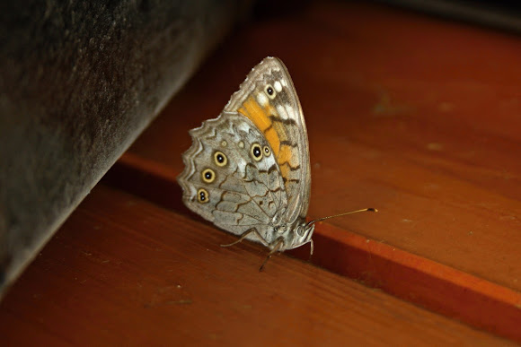 Spotting Image 1