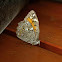 Lattice Brown